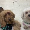 jenkalapoodle