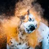 saphirathetruckdog