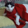 mauriceliadomingos3