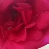 hi_girl350