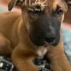 dogman1444