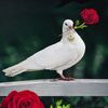 wisdom_live