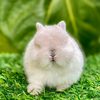 dreamrabbit2.id