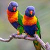 Birds Nature Official