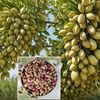 pistachio_spread