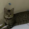 simbathex