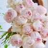 thanhxuan88208