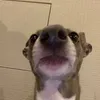 dameilion_
