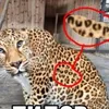 chupep1411