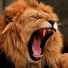 lionelmytheimmacule