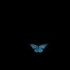 butterflyera2nii