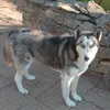 simon777776