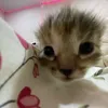 seeiu_02