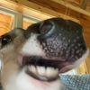 cheese_doggie