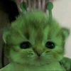 abc.oyen