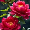 bi__446