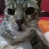 ariiimz0