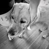 agirlwhowalksdogs