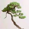 mebonsai6
