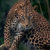 rtigre6868