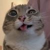 rigby_the_cat