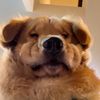 peppergoldenfamily