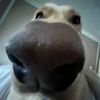 tinychillydog
