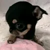 bttdllxc