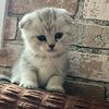 scottish_fold_shekero