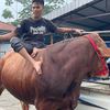 ronisaputra9523