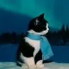 yaoya_nyan