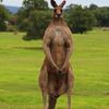 molly_in_oz