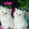 omkhalid_22