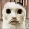 dyu9fnfq6332