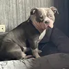 ozzyoleijjathebullys