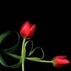 user5784547600507