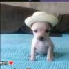 destrosaortos3452