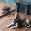 lumaethorpitbull