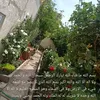 salimadanchapo