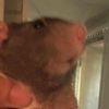 rat___________