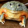 froggyboi12