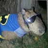capibara_man2137