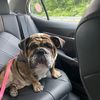 rolls_4days