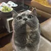 bbibuis