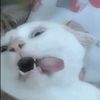 niaaa_bitipull
