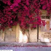 samir_alh