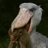 Shoebillstork28