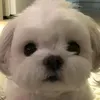 bzgtks