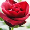 diannis37