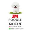 jualpoodlemedan